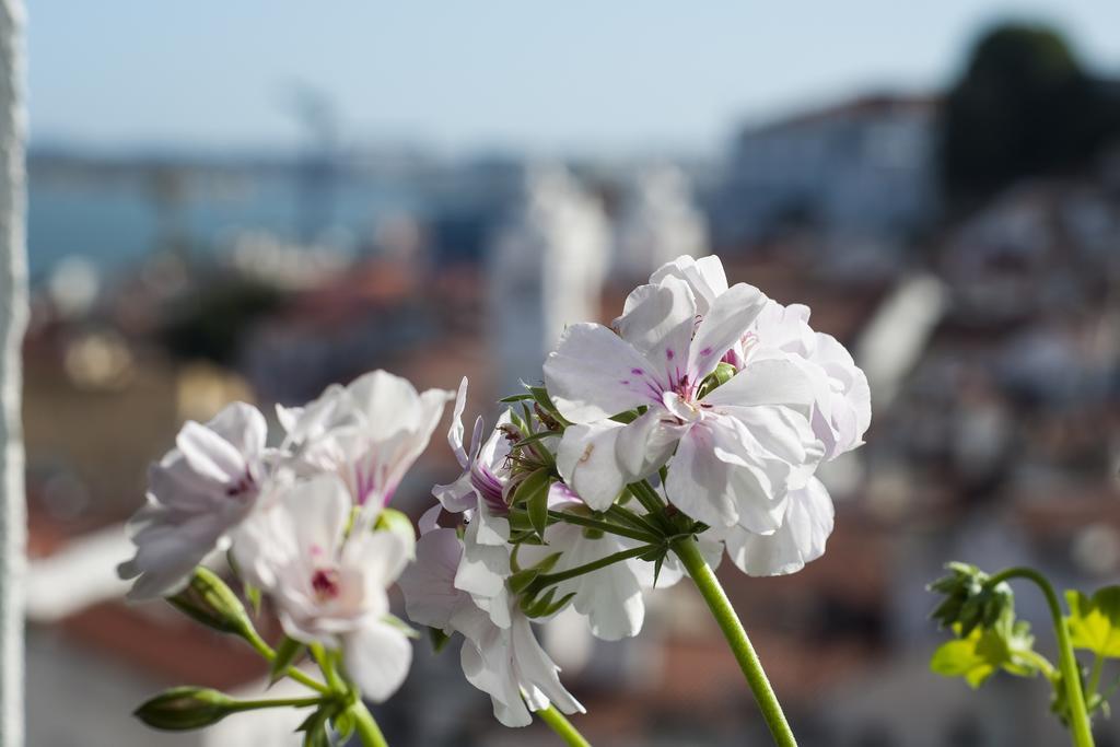 Alfama - St Estevao Viewpoint | Lisbon Cheese & Wine Apartments 部屋 写真